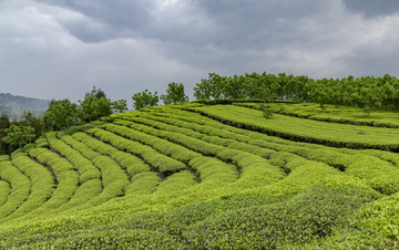 生态茶园