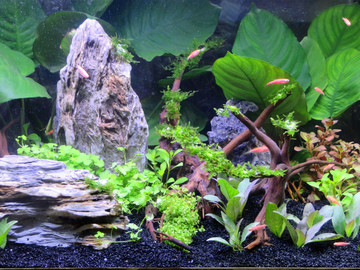 水族箱造景 鱼缸背景图