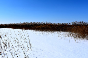 芦苇丛 雪地