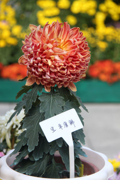 宝幸唐锦菊花