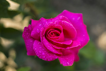 玫瑰月季花素材