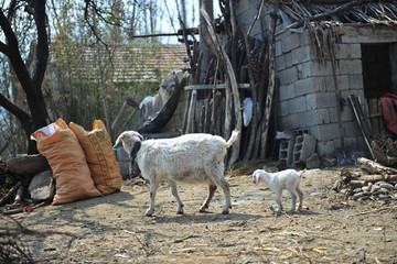 母羊与小羊