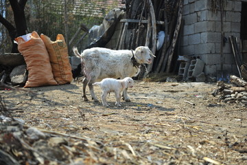 母羊与小羊