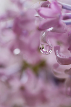 水滴和丁香花