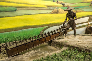 古代水稻种植