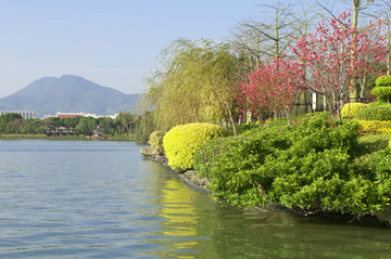 西湖边春景