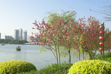 泉州西湖春景