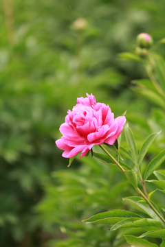 牡丹花