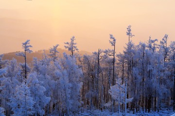 雪林夕阳