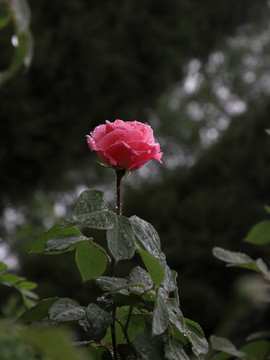 雨中月季