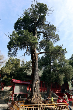 孔庙 北京风光 庭院