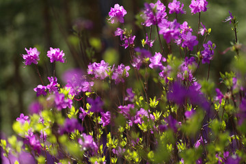 杜鹃花