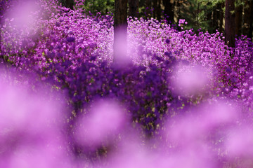 杜鹃花