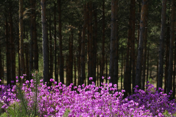 杜鹃花