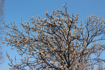 李子花