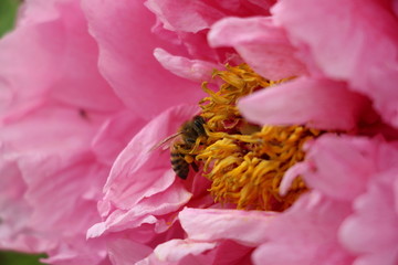 牡丹花 蜜蜂