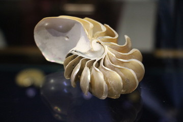 鹦鹉螺内部结构 涡轮仿生
