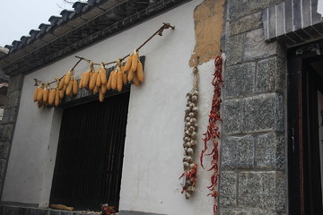 玉米 植物 种子