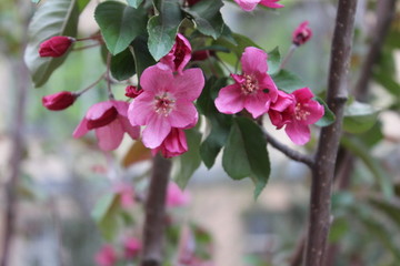 绽放的花朵