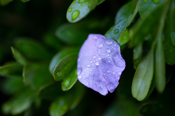 雨后 雨滴 水珠 绿叶 花瓣