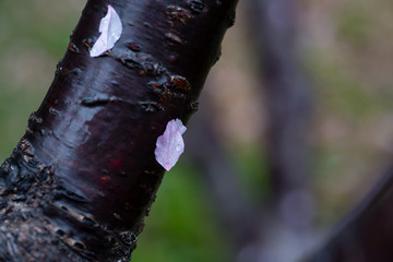 雨后 雨滴 水珠 绿叶 花瓣