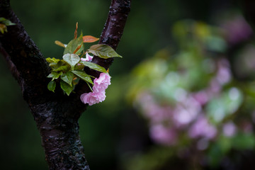 雨后 雨滴 水珠 绿叶 花瓣