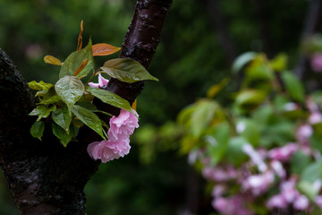 雨后 雨滴 水珠 绿叶 花瓣