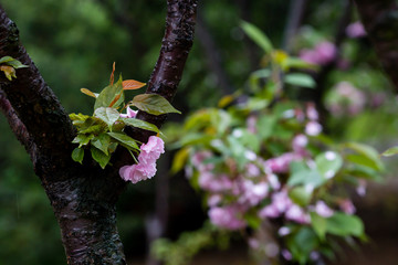 雨后 雨滴 水珠 绿叶 花瓣