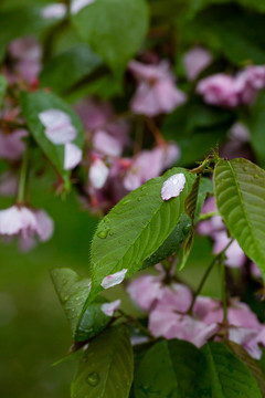 雨后 雨滴 水珠 绿叶 花瓣