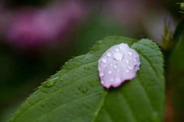 雨后 雨滴 水珠 绿叶 花瓣