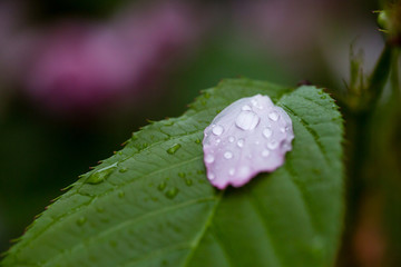 雨后 雨滴 水珠 绿叶 花瓣