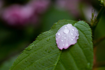 雨后 雨滴 水珠 绿叶 花瓣