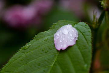 雨后 雨滴 水珠 绿叶 花瓣