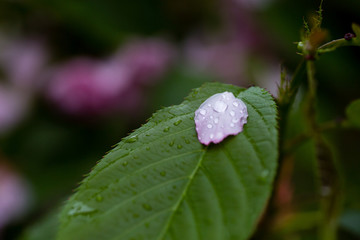 雨后 雨滴 水珠 绿叶 花瓣