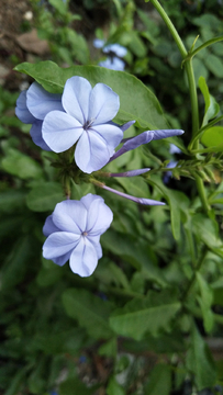 蓝雪花