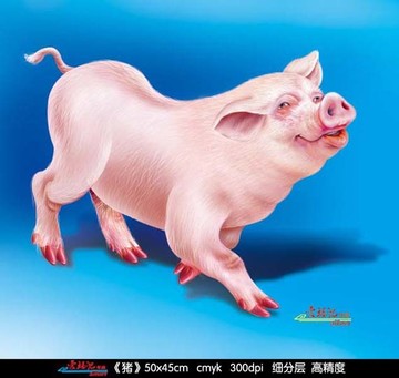 猪  猪素材  年画猪
