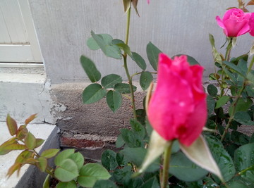 月季花 月月红 蔷薇花