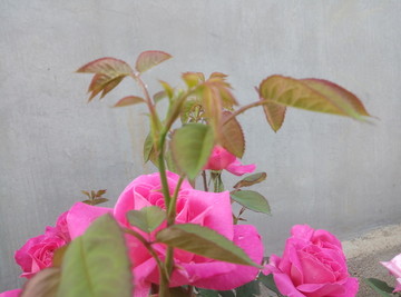 月季花 月月红 蔷薇花