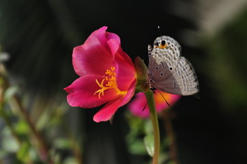 花 太阳花 太阳花特写 唯美