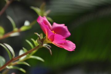 花 太阳花 太阳花特写