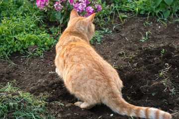 花园 野猫