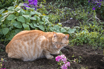 花园 小猫