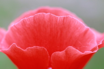花瓣