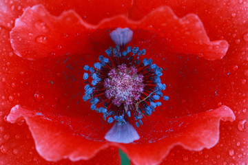 花蕊