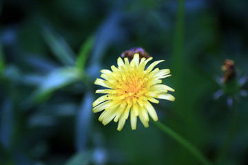 蒲公英