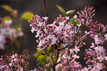 丁香花 春天 花 花卉