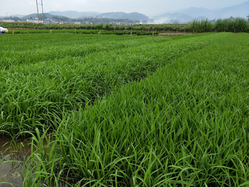 禾苗  秧田  绿色  水稻