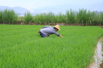 禾苗 和田 秧苗 栽秧 水稻