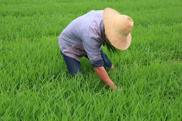 禾苗 和田 秧苗 栽秧 水稻