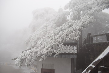 雪松 雪淞 黄山雪景